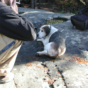 犬