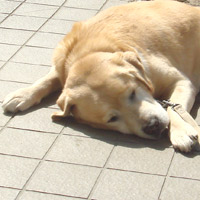 navi